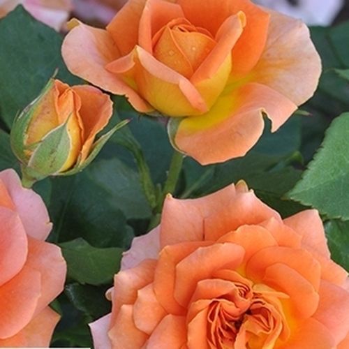 Rosa  Orange™ - pomarańczowy - Róże pienne - z kwiatami hybrydowo herbacianymi - korona równomiernie ukształtowana